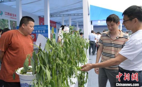 图为江西省第三届现代种业蔬菜新品种展示会现场。　李悭 摄