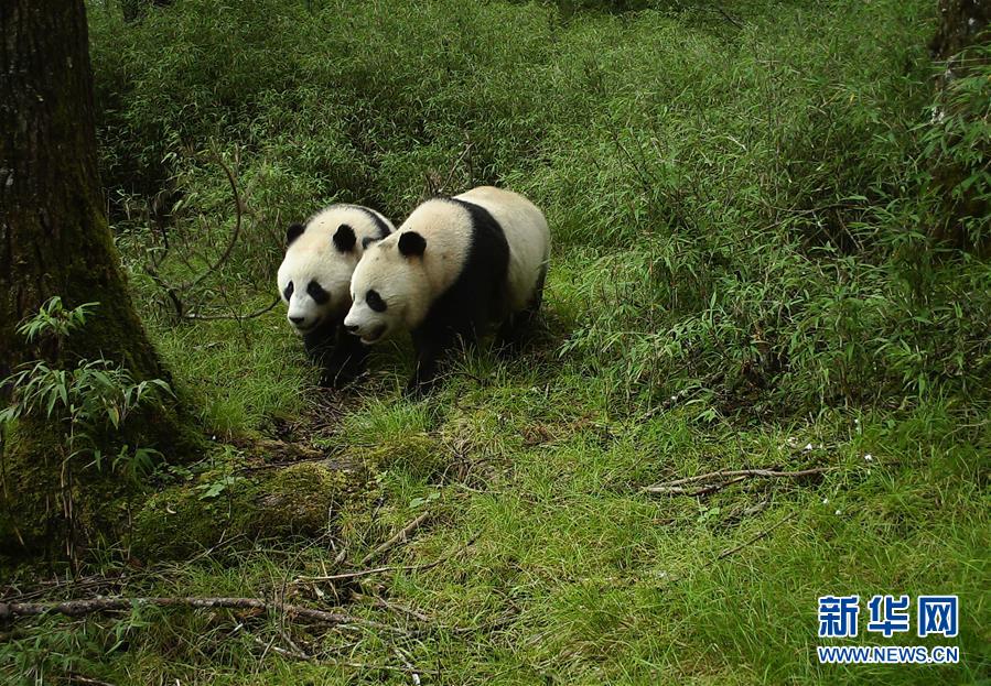 （图文互动）四川卧龙首次拍到野生大熊猫亚成体双胞胎